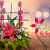 [Imagen:¡Paga Q160 en lugar de Q320 por Lindo Arreglo de Rosas y Lirio o Azucena para el Día del Cariño!]