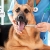 [Imagen:¡Paga Q350 en Lugar de Q680 por Limpieza Dental para Tu Mascota con: Remoción de Sarro, Pulido Dental, Revisión de Caries y Abscesos!]