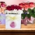 [Imagen:¡Paga $18 en Lugar de $35 por Flower Box de 12 Rosas + Entrega a Domicilio!]
