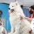 [Imagen:¡Paga Q150 en vez de Q325 por Grooming para Tu Perro o Gato: Baño Antipulgas + Corte + Cepillado + Limpieza de Glándulas + Corte y Limado de Uñas + Limpieza y Depilación de Oídos + Cepillado de Dientes y Más! ¡Pequeño, Mediano y Grande!]