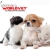 [Imagen:¡Paga $15 en vez de $75 por Paquete para Mascota que incluye: Vacuna antirrábica marca Pfizer + Grooming Completo + Limpieza Dental + Consulta Veterinaria + Desparasitante en Veterinaria Worldvet!]