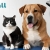 [Imagen:¡Paga $12 en Lugar de $35 por Grooming para Perro o Gato: Baño + Corte + Limpieza de Oídos + Corte o Limado de Uñas + Secado + Perfume + Accesorio!]