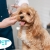 [Imagen:¡Paga $12.50 en Lugar de $25 Por Grooming para Mascota: Baño a Elección + Secado + Corte y Cepillado de Pelo + Corte y Limado de Uñas + Limpieza de Oídos + Limpieza de Glándulas Anales + Revisión Física + 15% de Descuento en Vacunación y Más!]