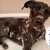 [Imagen:¡Paga Q150 en vez de Q325 por Grooming para Tu Perro o Gato: Baño Antipulgas + Corte + Cepillado + Limpieza de Glándulas + Corte y Limado de Uñas + Limpieza y Depilación de Oídos + Cepillado de Dientes y Más! ¡Pequeño, Mediano y Grande!]