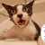 [Imagen:¡Paga Q150 en vez de Q325 por Grooming para Tu Perro o Gato: Baño Antipulgas + Corte + Cepillado + Limpieza de Glándulas + Corte y Limado de Uñas + Limpieza y Depilación de Oídos + Cepillado de Dientes y Más! ¡Pequeño, Mediano y Grande!]