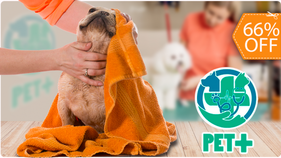 [Imagen:¡Paga $12 en Lugar de $35 por Grooming para Tu Perro que Incluye: Baño, Limado y Corte de Uñas, Limpieza de Oídos y Glándulas Anales, Cepillado de Dientes, Perfume, Moño o Pañoleta + Desparasitación Oral e Inyectada!]