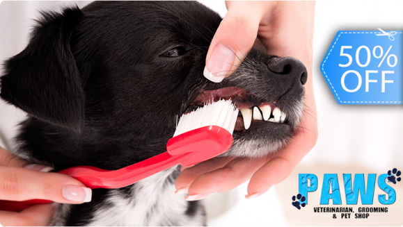 [Imagen:¡Paga Q295 en lugar de Q595 por Limpieza Dental para Mascota con: Remoción de Sarro, Pulido Dental, Revisión de Caries y Abscesos + Bolsa Dental Life de Purina para Cuidado Dental en Casa!]