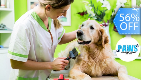 [Imagen:¡Sin Restricción de Tamaño! ¡Paga Q155 en vez de Q355 por Grooming para tu Mascota: Baño Antigarrapatas + Corte de Pelo y Uñas + Cepillado + Limpieza de Glándulas y Oídos + Pipeta Antipulgas + Desparasitante o Multivitamínico y Más!]