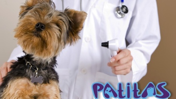 [Imagen:¡Paga $15 en lugar de $39.75 por un Paquete para tu Mascota: Cambio de Look + Consulta veterinaria o Limpieza Dental +2 Fotos Profesionales en foto-estudio + 1 Taza con Impresión de Fotos y galletas de carne para tu perro todo en Patitas Veterinaria!]