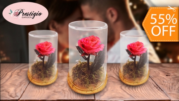 [Imagen:¡Paga $18 en Lugar de $40 por Delicada Rosa Preservada en Capsula de Cristal con Base de Madera!]