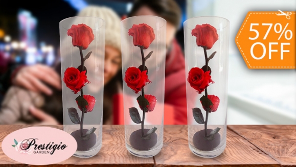 [Imagen:¡Paga $26 en Lugar de $60 por Elegante Arreglo de 3 Rosas Preservadas en Cápsula de Cristal!]