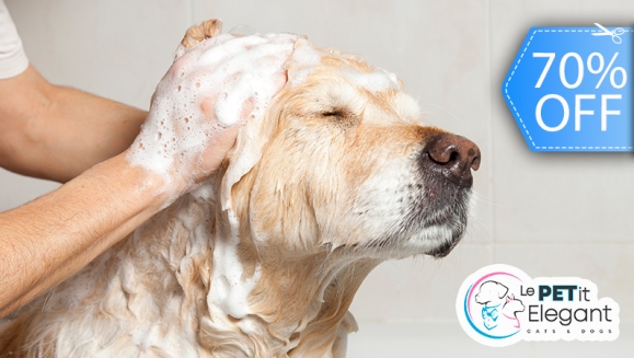 [Imagen:¡Sin Restricción de Tamaño! ¡Paga Q135 en Lugar de Q450 por Grooming Completo con Corte de Pelo + Limado de Uñas + Limpieza de Glándulas y Oídos +: Baño Medicado Antipulgas y Antigarrapatas + Cepillado de Dientes + Desparasitante y Más!]