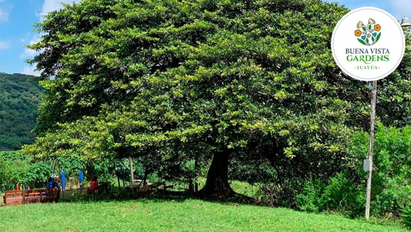 [Imagen:¡Paga $17 en Vez de $39.98 por Camping para 2 que Incluye: 2 Entradas al Ecoparque + Tienda de Campaña + Colchoneta + Fogata + Guía de Senderismo + Entrada a Vivero + Mini-Tour de Café + Uso de Juegos de Madera y Cuerda, Columpios y Piscina!]