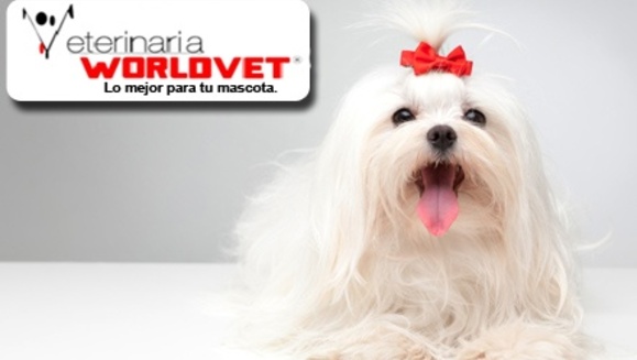 [Imagen:¡Paga $15 en lugar de $51 por paquete para mascota que incluye: limpieza dental + grooming completo + consulta veterinaria + desparasitante + aplicación de Fipronil (para pulgas y garrapatas) en Veterinaria Worldvet!]
