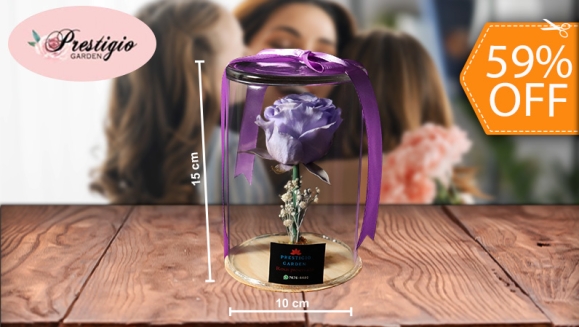 [Imagen:¡Paga $18 en Lugar de $44 por Hermosa Rosa Preservada en Capsula de Cristal (10 cm de Ancho y 15 cms de Alto) con Base de Madera y Baby Breath!]