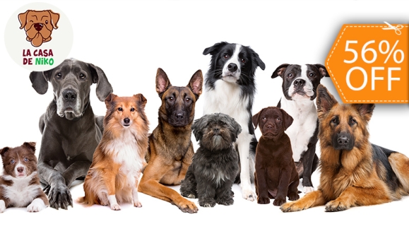 [Imagen:¡Paga $11 en Lugar de $25 por Grooming Completo para tu Mascota: Corte o Deslanado Según Raza + Corte y Limado de Uñas Profesional + Limpieza Profunda de Orejas + Hidratación Profunda de Piel y Cabello + Secado + Accesorio!]