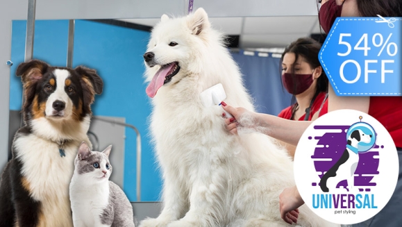 [Imagen:¡Paga Q150 en vez de Q325 por Grooming para Tu Perro o Gato: Baño Antipulgas + Corte + Cepillado + Limpieza de Glándulas + Corte y Limado de Uñas + Limpieza y Depilación de Oídos + Cepillado de Dientes y Más! ¡Pequeño, Mediano y Grande!]