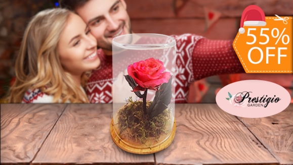 [Imagen:¡Paga $18 en Lugar de $40 por Delicada Rosa Preservada en Capsula de Cristal con Base de Madera!]