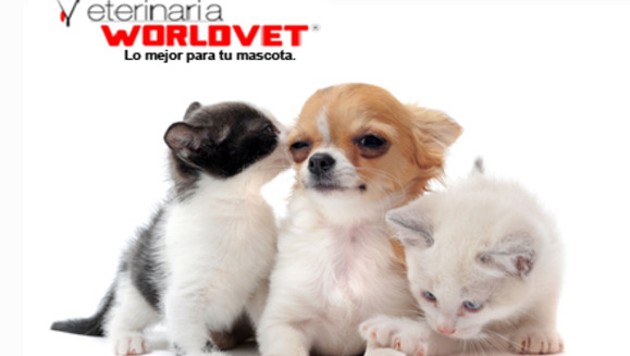 [Imagen:¡Paga $15 en vez de $75 por Paquete para Mascota que incluye: Vacuna antirrábica marca Pfizer + Grooming Completo + Limpieza Dental + Consulta Veterinaria + Desparasitante en Veterinaria Worldvet!]