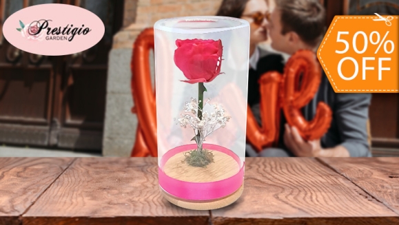 [Imagen:¡Paga $15 en Lugar de $30 por Rosa Mediana en Cilindro Pequeño de Vidrio!]