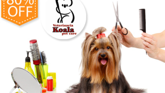 [Imagen:¡Paga $15 en lugar de $75 por Paquete para Mascota que incluye: Limpieza Dental + Grooming Completo + Consulta Veterinaria + Desparasitante + Aplicación de Pipeta (para pulgas y garrapatas) en Veterinaria Koala!]