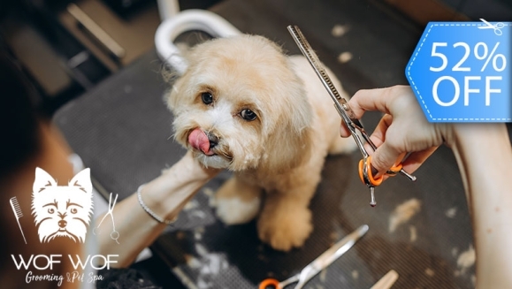 [Imagen:¡Paga Q89 en Lugar de Q185 por Grooming Completo para Tu Mascota: Corte de Pelo + Baño + Cepillado de Dientes + Secado + Humectación de Huellitas y Nariz + Corte de Uñas + Moño o Piedritas Decorativas + Pipeta antipulgas o Desparasitante y Más!]