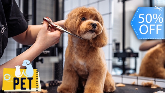 [Imagen:¡Paga Q85 en Lugar de Q170 por Grooming Completo para Tu Mascota, Aplica a: Perros, Gatos, Conejos o Hámsters + 30% de descuento en Consulta Veterinaria ¡Aplica tamaño Pequeño y Mediano!]