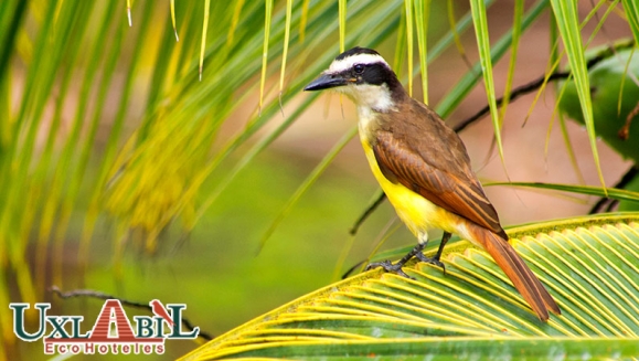 [Imagen:¡Paga Q860 en Lugar de Q1,970 por Estadía de 3 Días y 2 Noches para 2 Adultos en el Lago de Atitlán: Habitación Doble + 4 Desayunos + Tour de Observación de Aves + Uso Ilimitado de Kayaks + Impuestos Incluidos!]