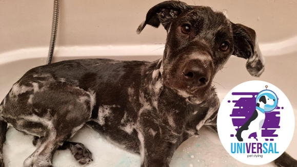 [Imagen:¡Paga Q150 en vez de Q325 por Grooming para Tu Perro o Gato: Baño Antipulgas + Corte + Cepillado + Limpieza de Glándulas + Corte y Limado de Uñas + Limpieza y Depilación de Oídos + Cepillado de Dientes y Más! ¡Pequeño, Mediano y Grande!]