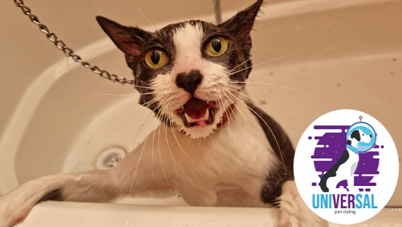 [Imagen:¡Paga Q150 en vez de Q325 por Grooming para Tu Perro o Gato: Baño Antipulgas + Corte + Cepillado + Limpieza de Glándulas + Corte y Limado de Uñas + Limpieza y Depilación de Oídos + Cepillado de Dientes y Más! ¡Pequeño, Mediano y Grande!]