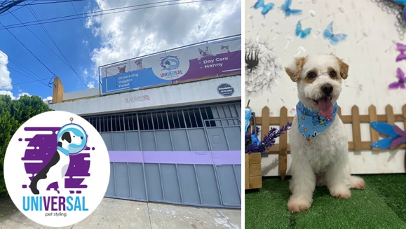 [Imagen:¡Paga Q150 en vez de Q325 por Grooming para Tu Perro o Gato: Baño Antipulgas + Corte + Cepillado + Limpieza de Glándulas + Corte y Limado de Uñas + Limpieza y Depilación de Oídos + Cepillado de Dientes y Más! ¡Pequeño, Mediano y Grande!]