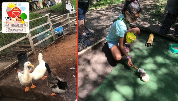 [Imagen:¡Paga $10 en Lugar de $20 por 4 Entradas a la Granjita Educativa “Mi Pet Zoo”: Visita a Los Corrales, Ordeño en Vaca Simuladora, Interacción con Cuyos, Conejos, Minipigs, Patos, Gallinas y Cabra, Comida para Los Animalitos y Playground!]