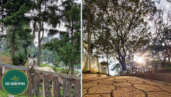 [Imagen:¡Paga Q99 en Lugar de Q295 por Camping para 4 con: 4 Desayunos Típicos o de Pancakes + 4 Bebidas a Elección (Café, Jugo de Naranja o Jamaica) + Uso de Instalaciones y Actividades de Montaña: Senderismo, Puentes, Hamacas, Granjita!]