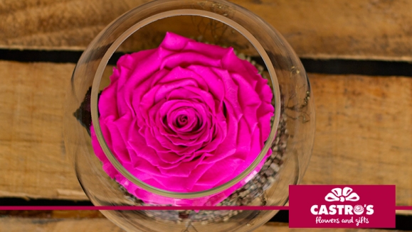 [Imagen:¡Paga $20 en Lugar de $40 por Delicada Rosa Grande Preservada de Color a Elección y en Base de Cristal!]
