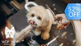 [Image: Grooming Completo para Tu Mascota: Baño, Cepillado de Dientes, Secado y Másm]