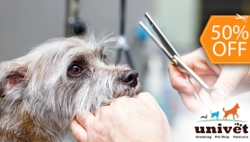 [Image: Grooming para Tu Mascota: Baño + Corte y Cepillado de Pelo + Limpieza de Oídos y Másm]
